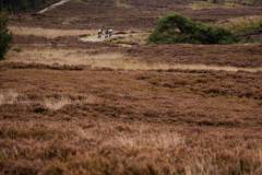 merlijnsphotography-chouffeclassic2025-3488